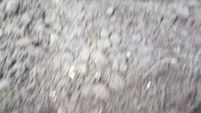 Посев чеснока