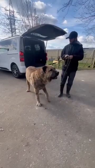 КТО ПОТЕРЯЛ АЛАБАЯ❓❓❓ПОСТ В ОПИСАНИИ 🎥 #animals #dog #собака #алабай #любовь