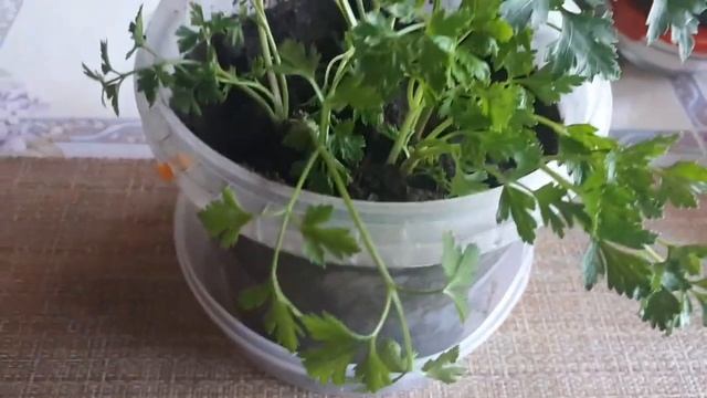 2385. ВПЛ,витамины на подоконнике.