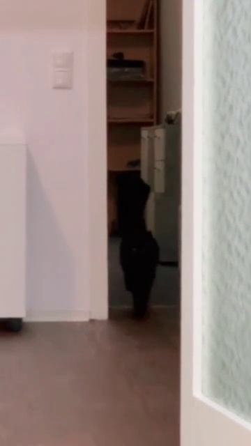 Нет ничего милее походки этого коти