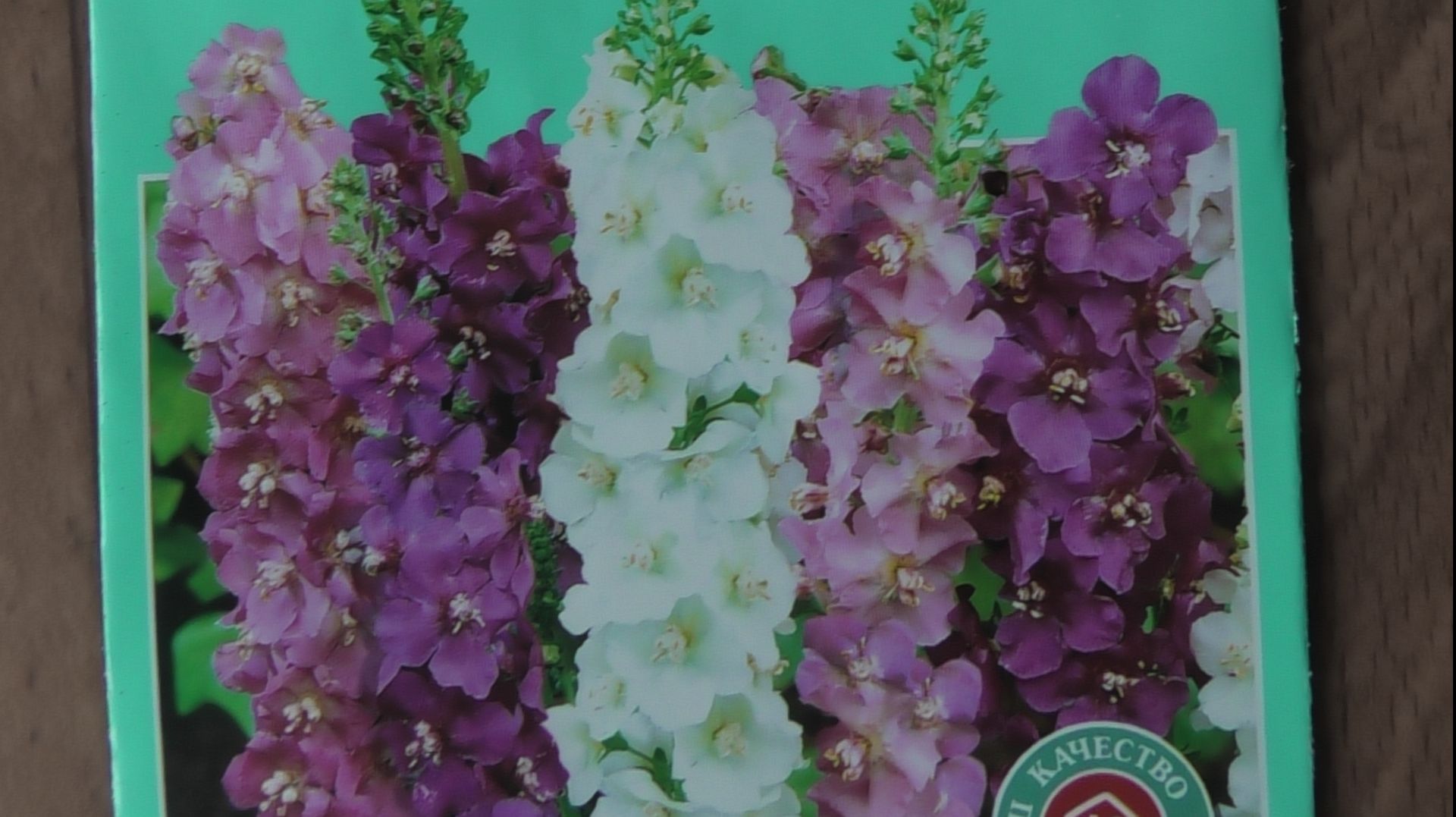 Выращивание многолетнего цветка коровяка из семян