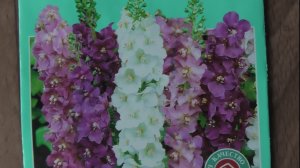 Выращивание многолетнего цветка коровяка из семян