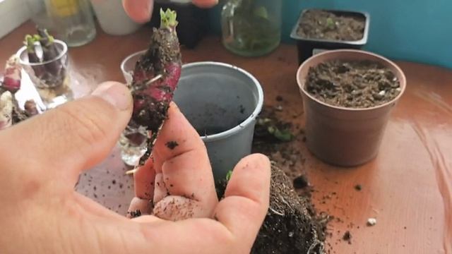 Якон, инструкция по выращиванию почек