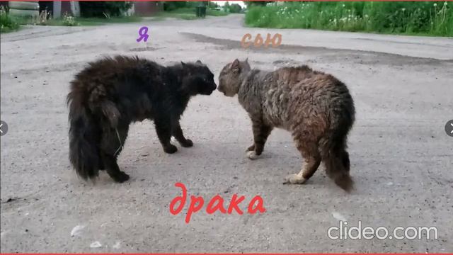 убил сью! Кого из сью убить за убийства других квшников?