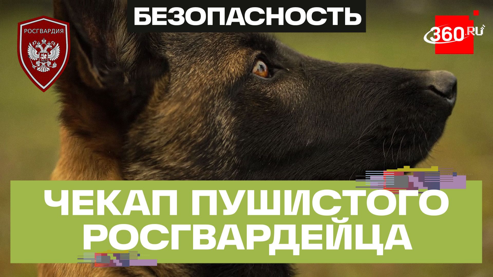Лечение четвероногих бойцов. Любовь и забота. Сюжет Марии Михейчик совместно ОМОН «Авангард»