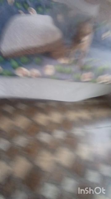 драка кота и собаки