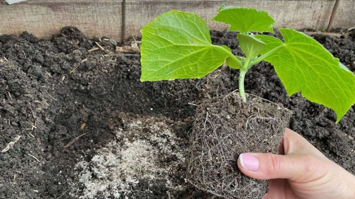 Когда сеять огурцы на рассаду в 2026 году? Календарь для всех регионов