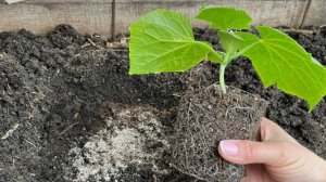 Когда сеять огурцы на рассаду в 2026 году? Календарь для всех регионов