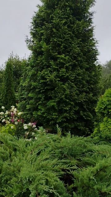 Озеленение. Ландшафтный дизайн | Анна Мер