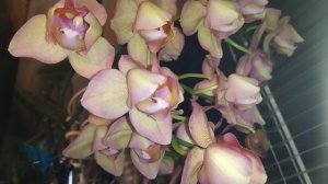 Цветение орхидеи