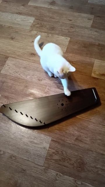 Гусли и Кошка. Водит по Струнам. СКК 