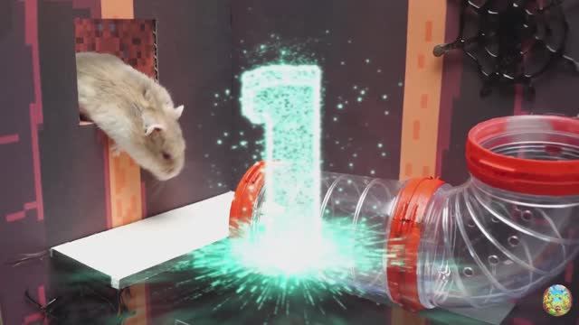 Удивительное исследование лабиринта с хомячком – неожиданная находчивость! часть 3