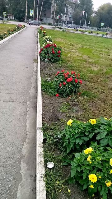 цветы  на площади