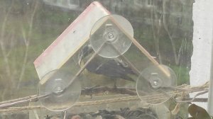 синички в апреле тоже прилетают на кормушку поесть семечек