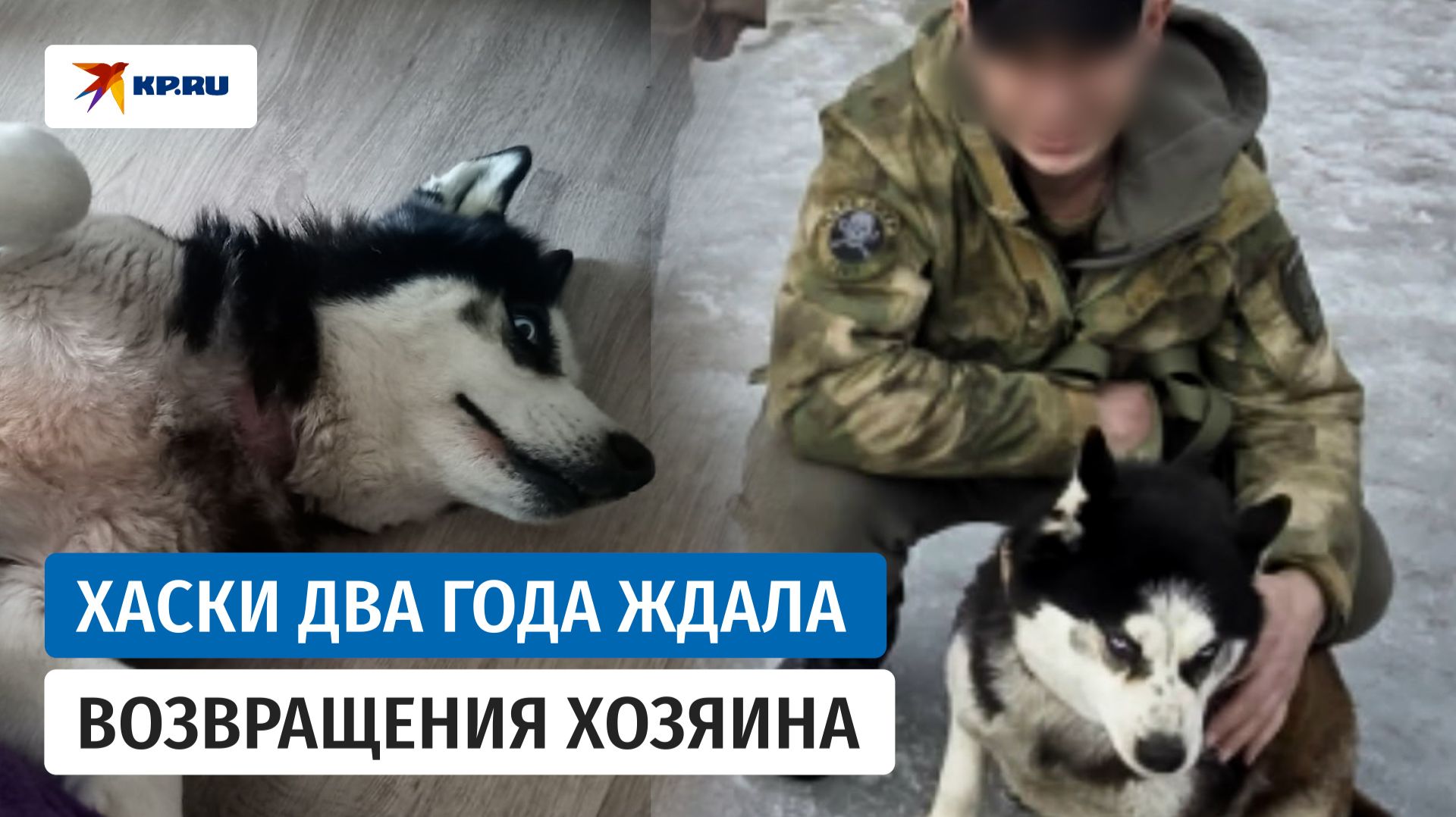 Ласковая Шерри стала озлобленной Хасси: история одной хаски