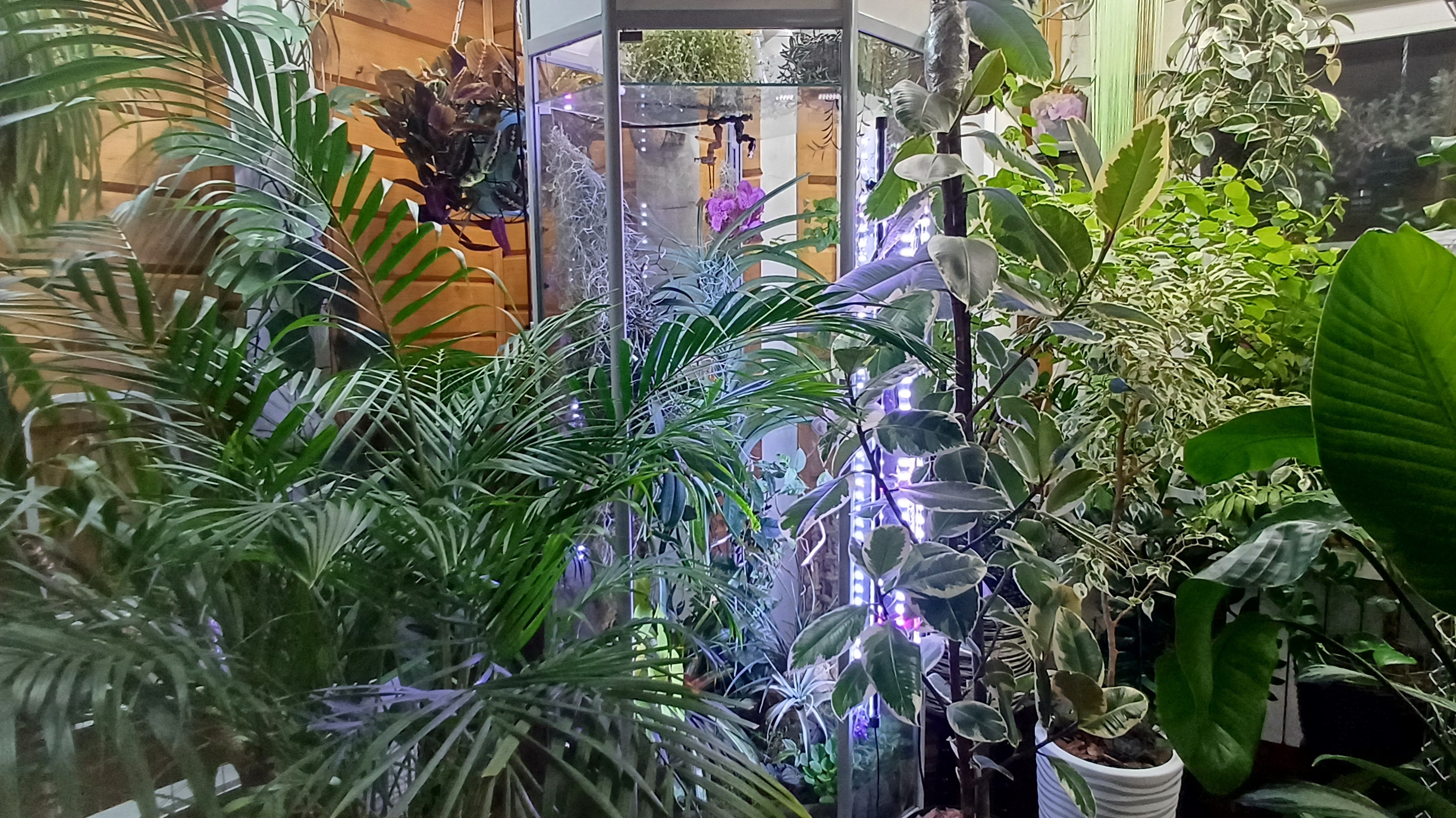 обзор растений в большом флорариуме спустя год || устройство бюджетного флорариума