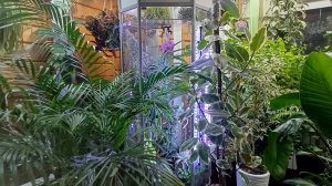 обзор растений в большом флорариуме спустя год || устройство бюджетного флорариума