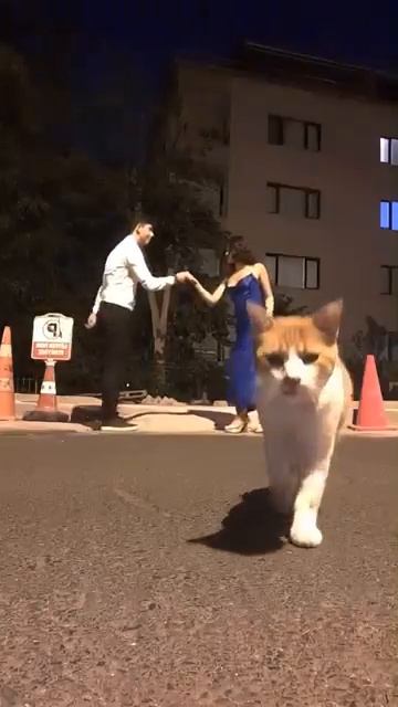 Забавные коты