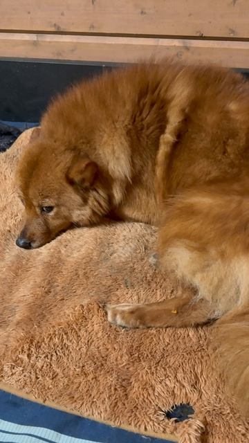 ФИНСКИЙ ШПИЦ в печали! FINNISH SPITZ in sadness!