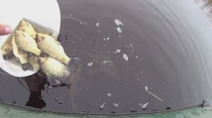 Ветер. Дождь. Рыба активна, но мелковата!