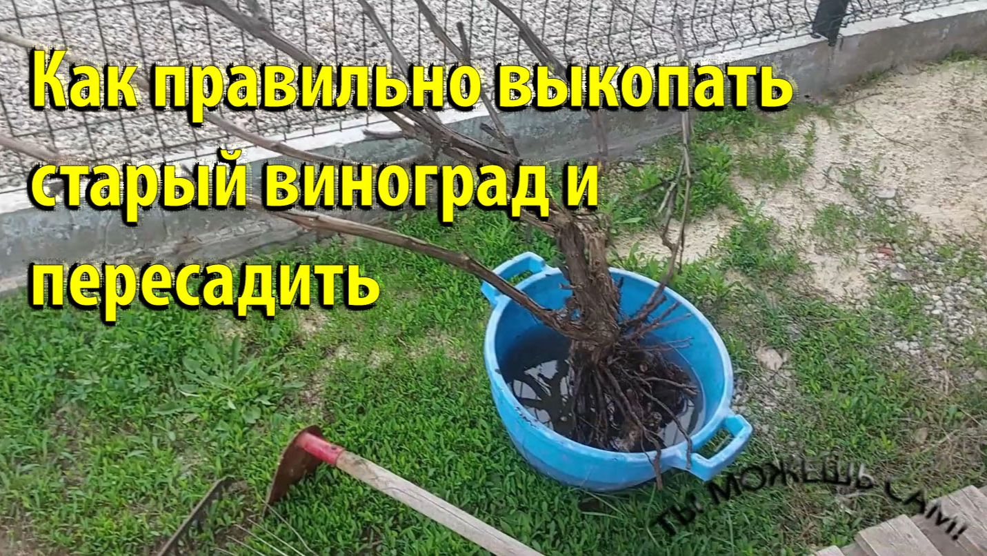 Как правильно выкопать старый виноград и пересадить