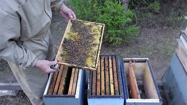 Формировапние материнских семей  в шестирамочниках