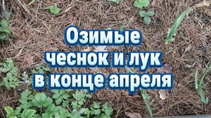 Озимые чеснок и лук в апреле. Мульчирование, совместимость культур, мои технологии и полезные советы