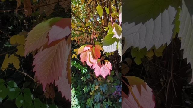 Видео Баталовой Елены. Музыка Баталовой Амелии . 🍁🍂