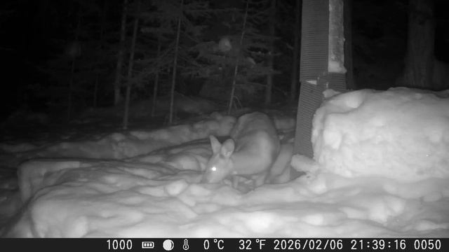 Видео от Красноярская тайга. Фотоловушки