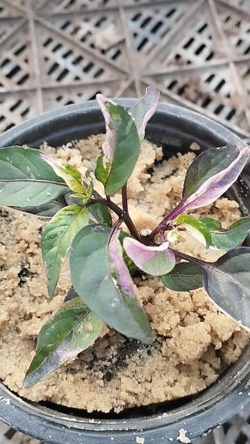 Перчик декоративный  Триколор!