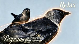 Подслушай природу: натуральный ASMR природы. #вороны #ворона #стаяворон #вороньястая #воронойдень
