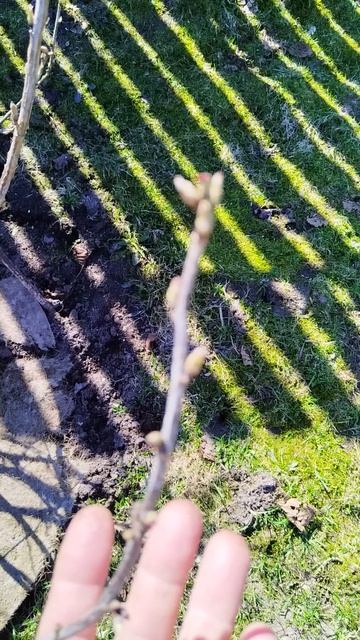 осмотр смородины🧐