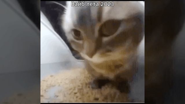 хочу чтобы лето 2026 было таким же вайбовым