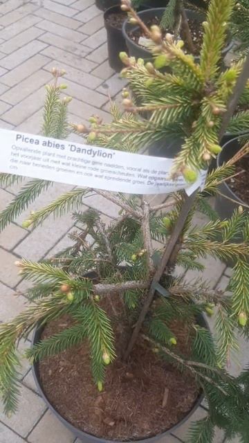 ❤🌲Ель Дандилион красавица
✔Продажа растений в макс и телеграм канале: Https://t.me/love_is_hvoiny_dv