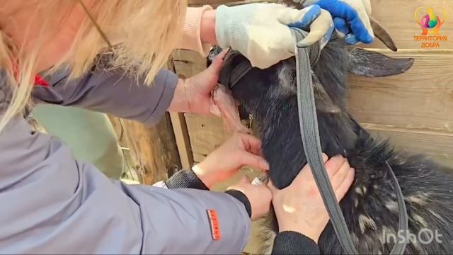 Бешенство: приют защищён и вы защитите своих питомцев!