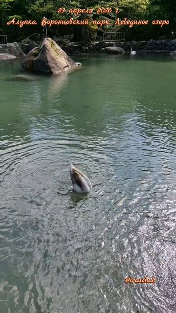 23 апреля 2026 г. Алупка. Воронцовский парк. Лебединое озеро ялта ялта2026 алупка