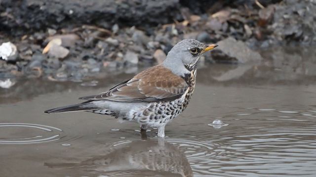 Дрозд рябинник водные процедуры в городской луже.