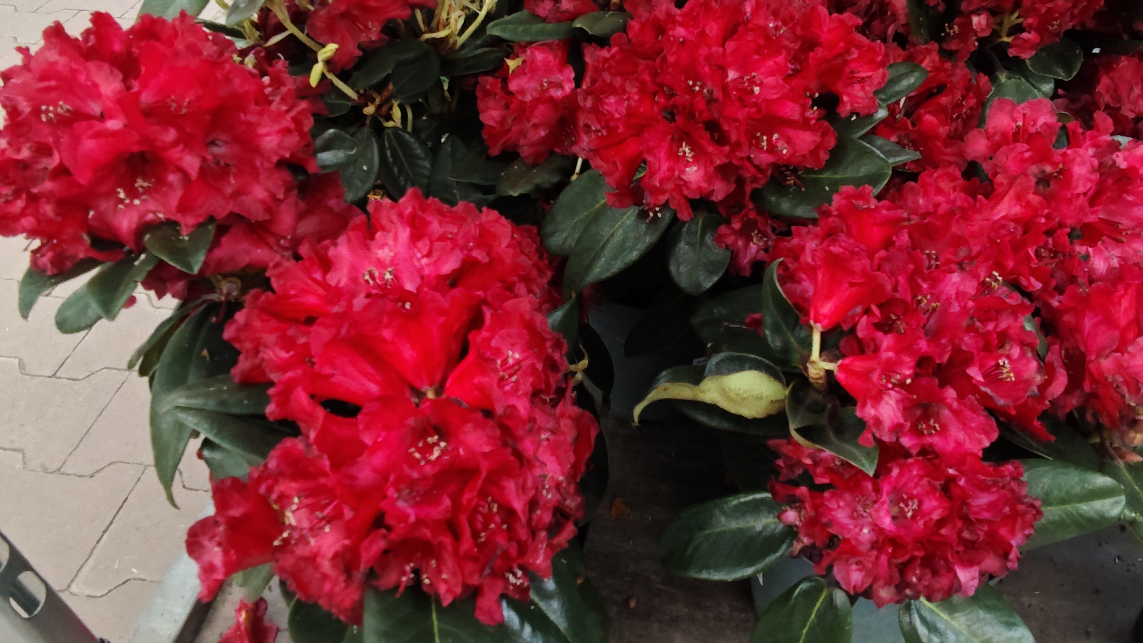 24-04-2026.Оби Мега Парнас.Большой обзор цветов и рассады.