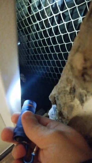 Мы идём гулять с собакой! | 24-апр-2026