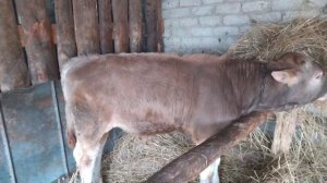 Привез ещё интересного бычка