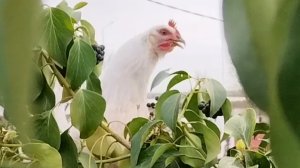 Курица вывела цыпленка на крыше 😏🤷♀️