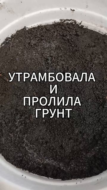 ПОСЕВ СЕМЯН АСТРЫ