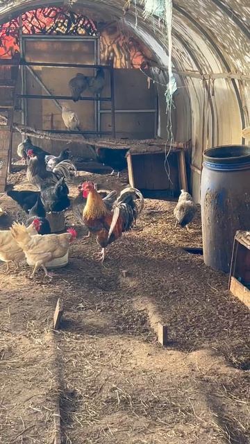 Куриное царство