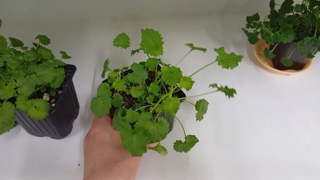 Кампанулы или Жених и Невеста после весенней стрижки. Как укореняю черенки кампанулы.