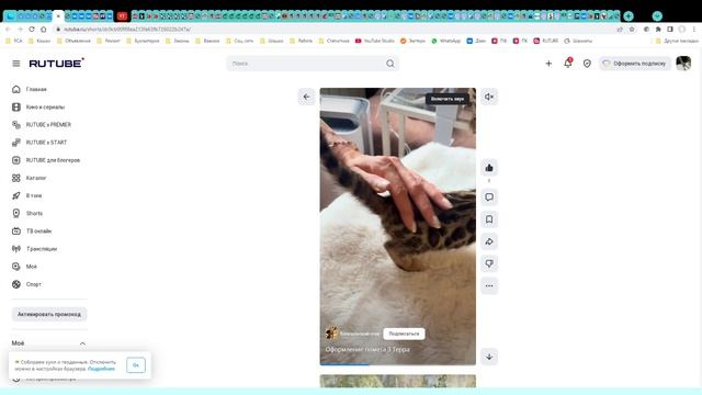 Котята питомника кошек  ТЕРРА