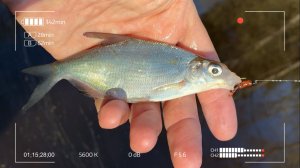 Животворящий Мормышинг