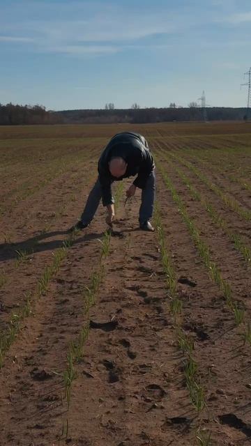 🧄 Чеснок растёт — мы действуем!