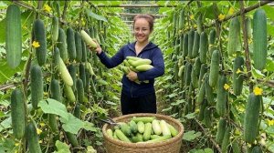 Выростила и собрала огурцы со своего огорода и отнесла их на рынок, чтобы продать. Энн. Вьетнам