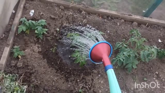 Живем в деревне🥰. #клумбасвоимируками #клумбы #курымолодки #деревенскаяжизнь