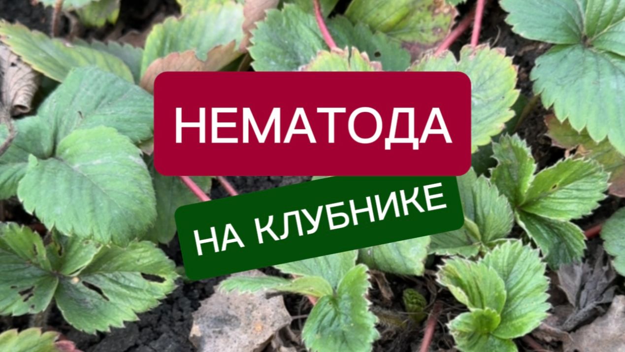 Нематода на клубнике: как выглядит методы борьбы препараты